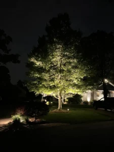 A nighttime view of a tree beautifully illuminated with bright accent lighting, set against a dark sky, with a house and driveway faintly visible in the background, showcasing a well-lit lawn and pathway.