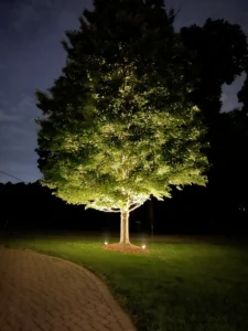 A nighttime scene featuring a tree illuminated with bright accent lighting, standing on a well-maintained lawn next to a brick pathway, with dark trees and a cloudy sky in the background.
